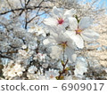 Sakura _ 2013  -  03  -  28  -  01 6909017
