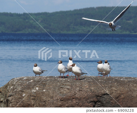 Seagull Seagull 6909228