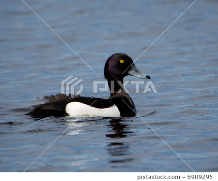 duck on the lake duck on the lake 6909295