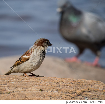 sparrow 6909298