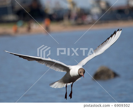 Seagull Seagull 6909302