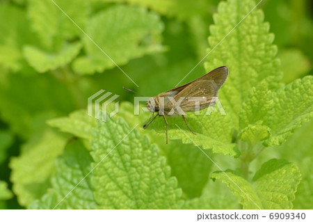 Hemp butterflies　 6909340