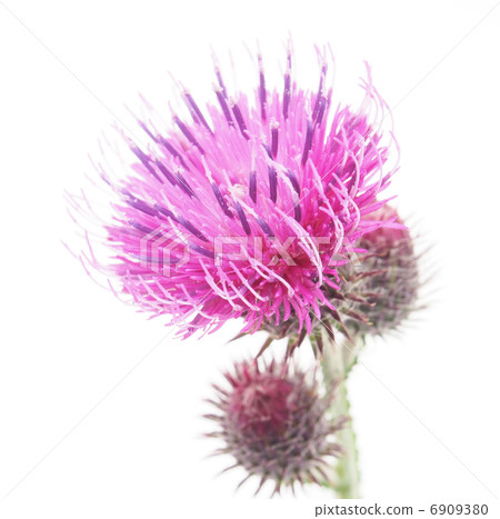 burdock (Arctium lappa) on white background burdock (Arctium lappa) on white background 6909380