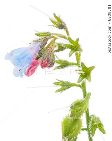 Plant on a white background Plant on a white background 6909381