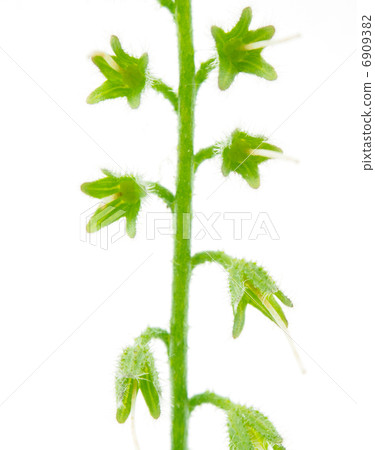 Plant on a white background 6909382