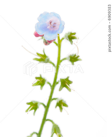 Plant on a white background Plant on a white background 6909383