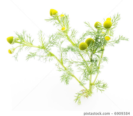 Matricarua on a white background 6909384