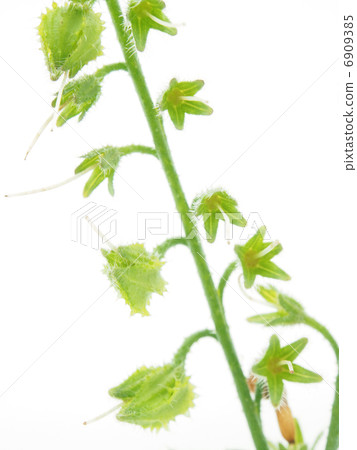 Plant on a white background Plant on a white background 6909385
