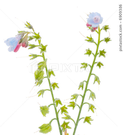 Plant on a white background Plant on a white background 6909386