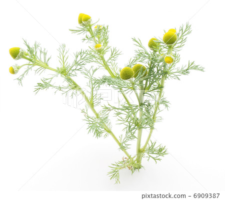 Matricarua on a white background Matricarua on a white background 6909387