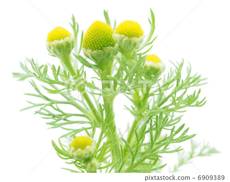 Matricarua on a white background Matricarua on a white background 6909389