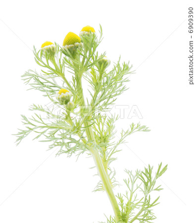 Matricarua on a white background Matricarua on a white background 6909390