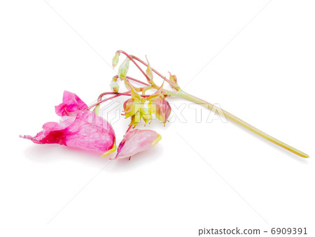 Himalayan Balsam blossom Himalayan Balsam blossom 6909391