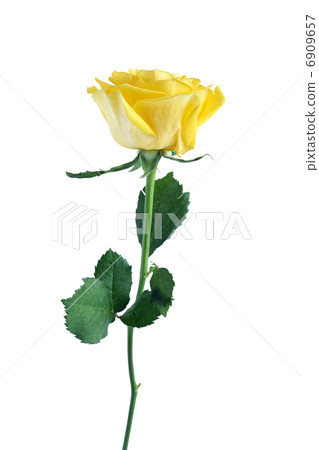 Yellow Rose 6909657