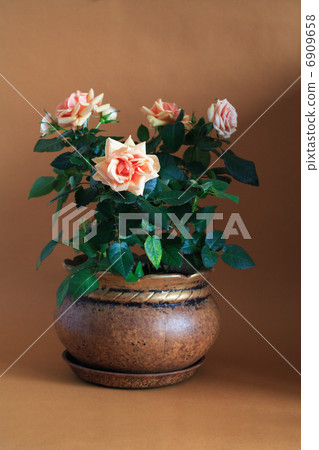 Rose In Flowerpot 6909658