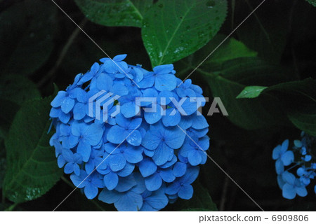  hydrangea 6909806