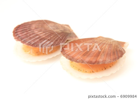 scallop 6909984