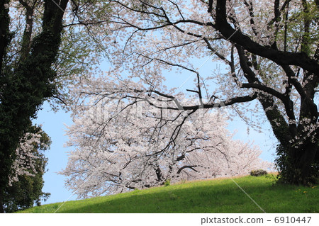 櫻花Sakitama Tumulus Mount Marugama 6910447
