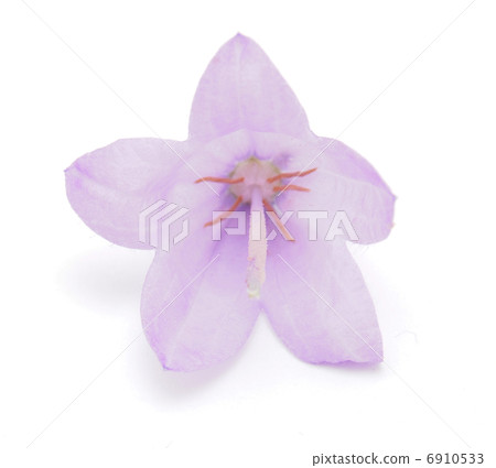 bell flower on a white background 6910533