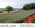 Tree of lavender field 6910622