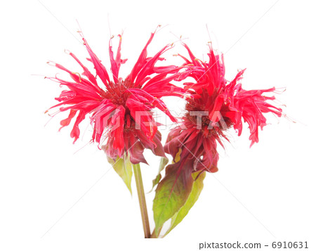 Bergamot flower on a white background Bergamot flower on a white background 6910631