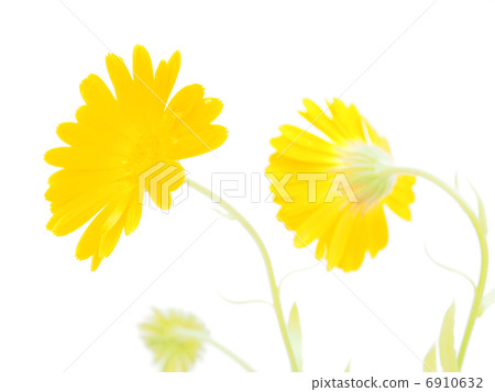 Calendula flower on a white background Calendula flower on a white background 6910632