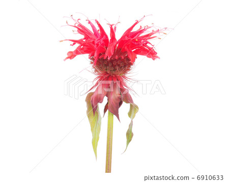 Bergamot flower on a white background Bergamot flower on a white background 6910633