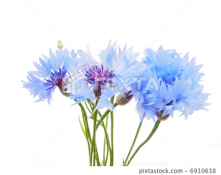 cornflowers on a white background cornflowers on a white background 6910638
