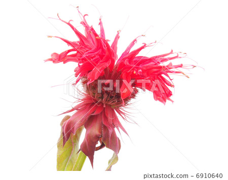 Bergamot flower on a white background Bergamot flower on a white background 6910640