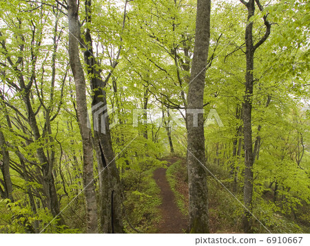 小直徑的山毛櫸 6910667