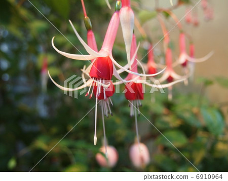 Fuchsia Fuchsia 6910964