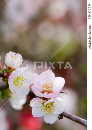 Blurred flowers Blurred flowers 6910969
