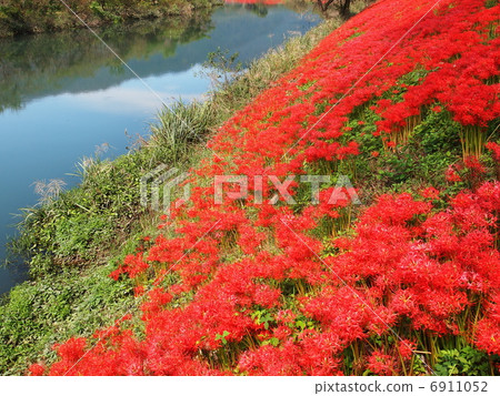 Tsuya河堤的群集孤挺花 6911052