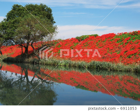 Tsuya河堤的群集孤挺花 6911053