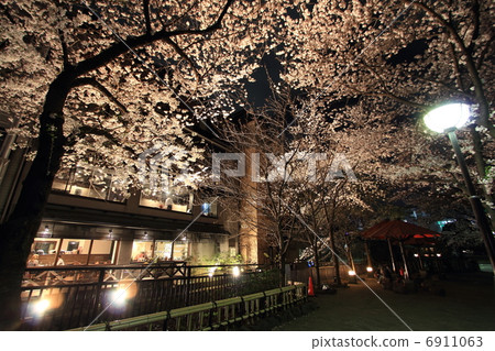 Kyoto Gion Shirakawa at night cherry blossoms Kyoto Gion Shirakawa at night cherry blossoms 6911063