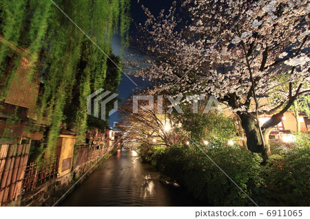 Kyoto Gion Shirakawa at night cherry blossoms Kyoto Gion Shirakawa at night cherry blossoms 6911065