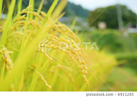 Golden iniho flower language: sacred rice fields with ripe golden ears 6911285