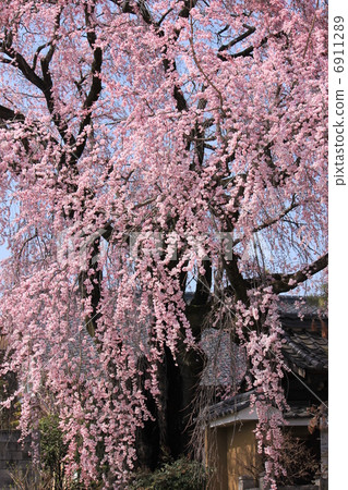 Red-weeping cherry blossoms at Huomingeon 6911289