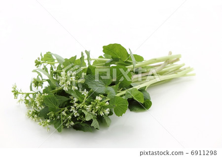 Flower wasabi 6911298