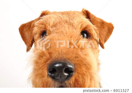 Airdale · Terrier Airdale · Terrier 6911327