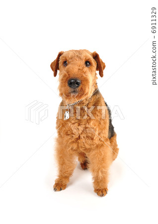 Airdale · Terrier Airdale · Terrier 6911329