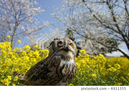 Owl Owl 6911355