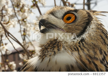 Owl Owl 6911357