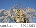 Owl 6911363