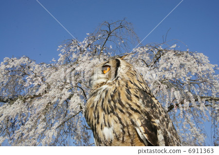 Owl 6911363