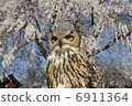Owl 6911364
