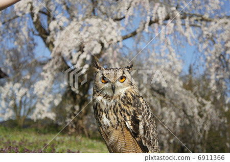 Owl Owl 6911366