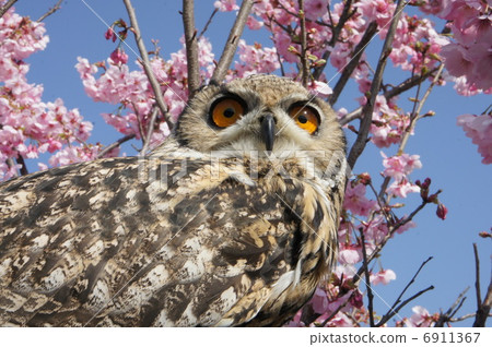 Owl 6911367