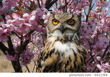 Owl Owl 6911368