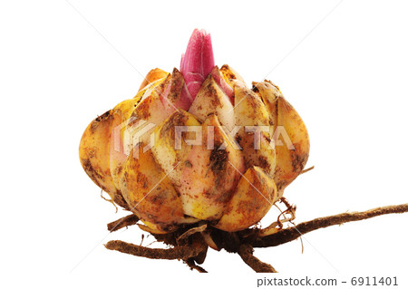 Lily of bulbs 6911401